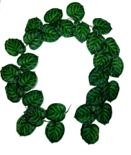 Лиана Алоказия 200см*1шт Арт-WW-22 Лиана Алоказия 200см*1шт Арт-WW-22