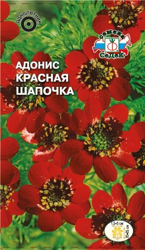 Цветы Адонис Красная шапочка ЦВ/П (СЕДЕК) 1гр однолетник 20-25см Цветы Адонис Красная шапочка ЦВ/П (СЕДЕК) 1гр однолетник 20-25см