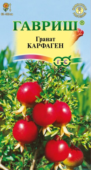 Цветы Гранат Карфаген ЦВ/П (ГАВРИШ) 5шт комнатное 60-90см