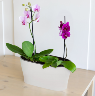 Балконный ящик Лея 300мм Белый (с дренажной системой) Арт-М-8559