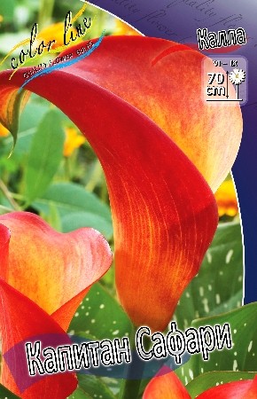 Калла Капитан Сафари (1уп/2шт)