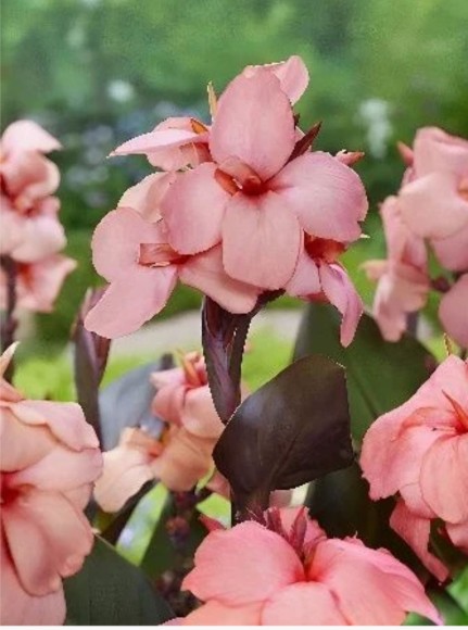 Канна Шайнинг Пич (1уп/1шт)