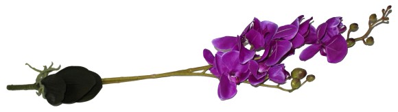 Орхидея Фалинопсис двойная с корнем фиолет 87см