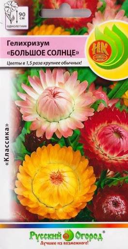 Цветы гелихризум (Helichrysum): виды на фото, посадка и выращивание из семян