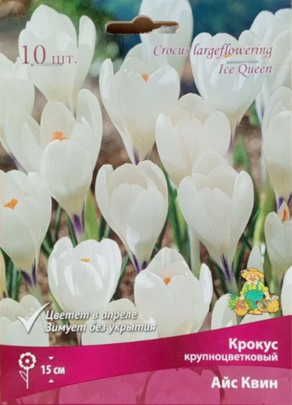 Крокус Айс Квин (1уп/10шт)