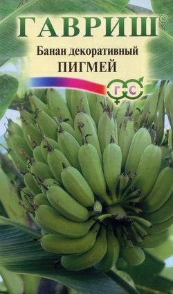 Банан декор Пигмей ЦВ/П (ГАВРИШ) 3шт комнатное до 2м