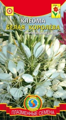 Цветы Клеома Белая Королева ЦВ/П (ПЛАЗМА) однолетник до 1м
