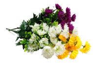 Букет Астр Корейских 12голов 40см Арт-А7 А122 Букет Астр Корейских 12голов 40см Арт-А7 А122