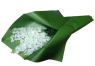 Пленка Листами Матовая однотонная Зелёная 58/58см (1уп/10шт) Цена за 1 ЛИСТ