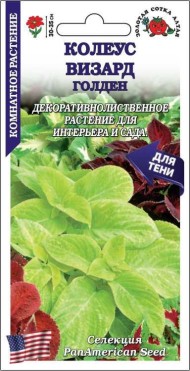 Цветы Колеус Визард Голден ЦВ/П (СОТКА) 10шт комнатное 30-35см