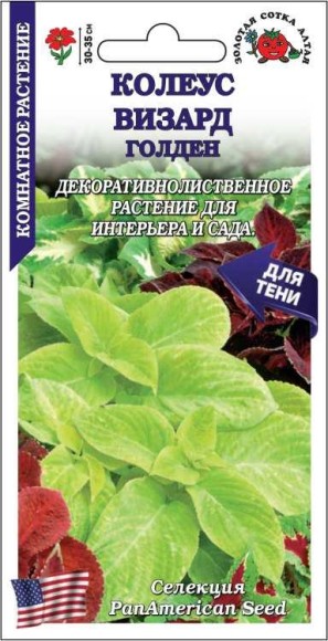 Цветы Колеус Визард Голден ЦВ/П (СОТКА) 10шт комнатное 30-35см