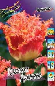 Тюльпан Джоинт Дивижн (1/7шт)
