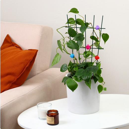 Клипса для растений Грибы набор 10шт (Цена за УПАКОВКУ) Клипса для растений Грибы набор 10шт (Цена за УПАКОВКУ)