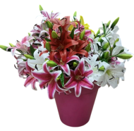 Букет Лилий 6голов 60см №2404/2419