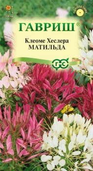 Цветы Клеома Матильда Смесь ЦВ/П (ГАВРИШ) 0,2гр однолетник до 1м