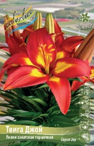 Лилия Фэншуй (1уп/7шт) азиат