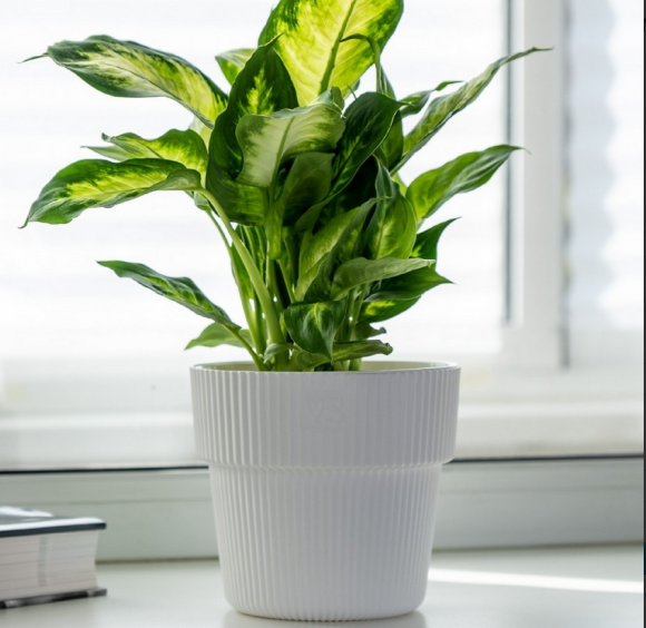 Горшок Алемар 2,4лит Белый (с дренажной системой) Горшок Алемар 2,4лит Белый (с дренажной системой)