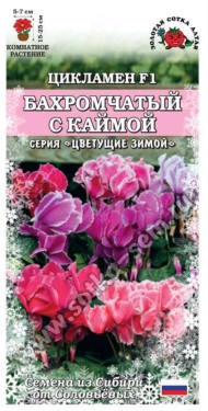 Цветы Цикламен Бахромчатый с Каймой ЦВ/П (СОТКА) 3шт комнатное 15-25см