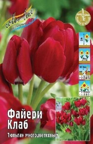 Тюльпан Файери Клаб 11/12 (1/7шт)