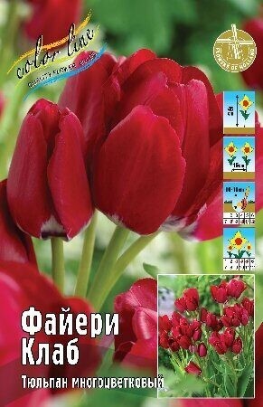 Тюльпан Файери Клаб 11/12 (1/7шт)