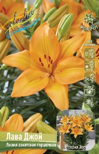 Лилия Лава Джой (1уп/7шт) азиат. низк