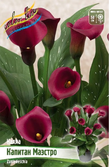 Калла Капитан Маэстро (1уп/2шт)