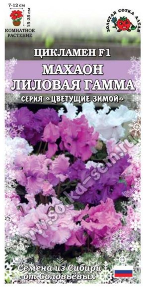 Цветы Цикламен Махаон Лиловая Гамма ЦВ/П (СОТКА) 3шт комнатное 15-25см