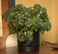 Горшок Гранд 3лит Чёрный D-17см с прикорневым поливом