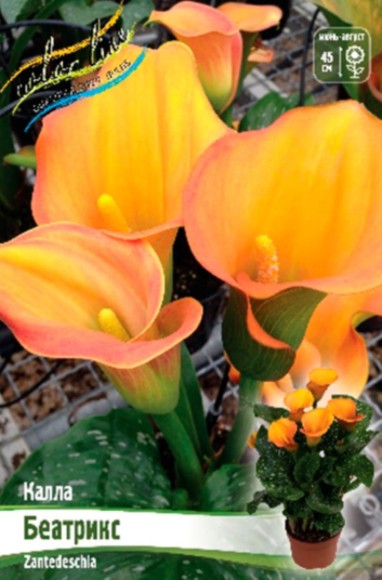 Калла Беатрикс (1уп/2шт)