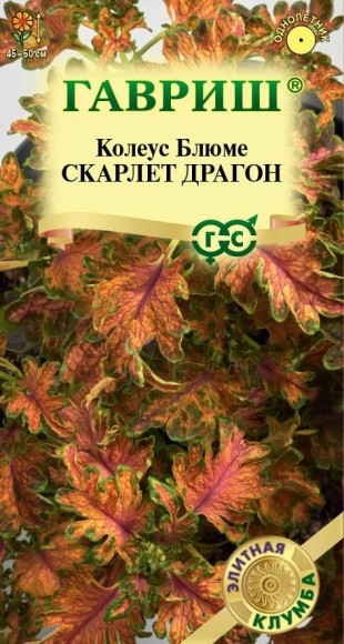 Цветы Колеус Скарлет Драгон ЦВ/П (ГАВРИШ) 4шт однолетник 45-50см