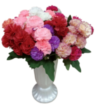 Букет Гвоздик 7 голов 30 см №-2-3 Букет Гвоздик 7 голов 30 см №-2-3