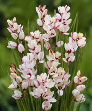 Иксия Спотлайт (1уп/10шт)