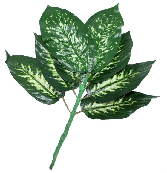 Букет из 8 крупных листов Диффенбахия Полосатые