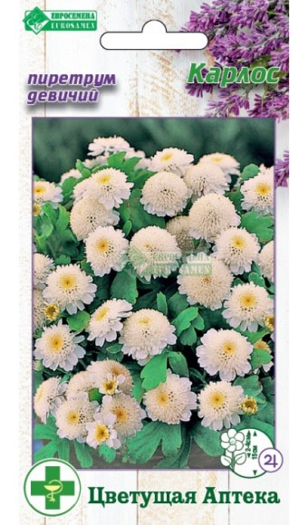 Цветы Пиретрум Карлос ЦВ/П (ЕС) 10шт многолетник 15см