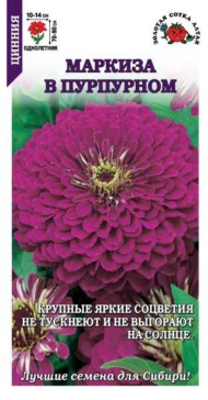 Цветы Цинния Маркиза в Пурпурном ЦВ/П (СОТКА) 0,2гр однолетник 70-90см
