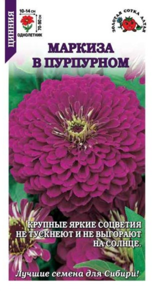 Цветы Цинния Маркиза в Пурпурном ЦВ/П (СОТКА) 0,2гр однолетник 70-90см
