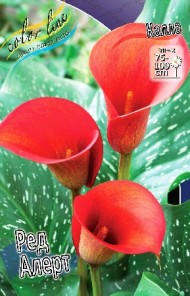 Калла Ред Арлет (1уп/2шт)