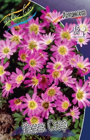 Анемоны Пинк Стар (1уп/10шт)