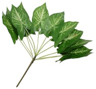 Букет Калатеи из 8 крупных листов Букет Калатеи из 8 крупных листов