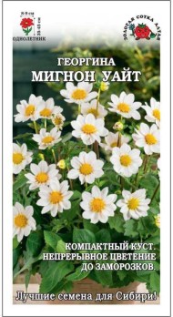 Цветы Георгина Мигнон Уайт ЦВ/П (СОТКА) 0,2гр однолетник до 45см Цветы Георгина Мигнон Уайт ЦВ/П (СОТКА) 0,2гр однолетник до 45см