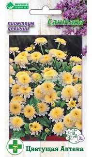 Цветы Пиретрум Сантана ЦВ/П (ЕС) 10шт многолетник 15см