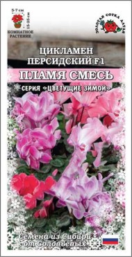Цветы Цикламен Пламя Персидский Смесь ЦВ/П (СОТКА) 3шт комнатное 15-25см