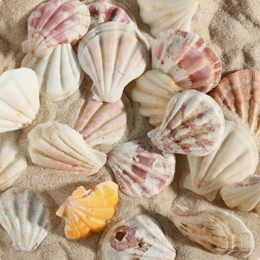 Набор Ракушек 100гр Арт-1302301