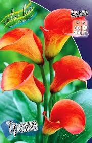 Калла Треже (1уп/2шт) Калла Треже (1уп/2шт)