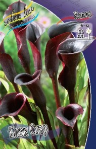 Калла Блэк Стар 12/14 (1уп/2шт)