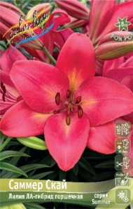 Лилия Саммер Скай (1уп/5шт) ЛА Лилия Саммер Скай (1уп/5шт) ЛА