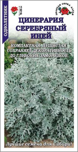 Цветы Цинерария Серебряный Иней ЦВ/П (СОТКА) 0,05гр однолетник 15-20см
