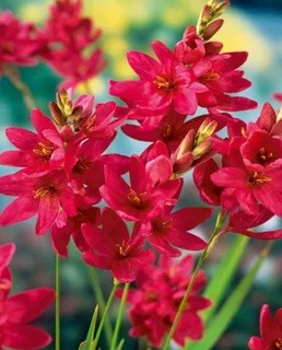 Иксия Венус 5/+ (1уп/10шт)