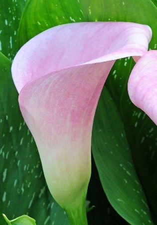 Калла Капитан Марреро (1уп/2шт)