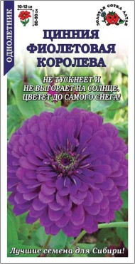 Цветы Цинния Фиолетовая королева ЦВ/П (СОТКА) 0,2гр однолетник 70-90см Цветы Цинния Фиолетовая королева ЦВ/П (СОТКА) 0,2гр однолетник 70-90см